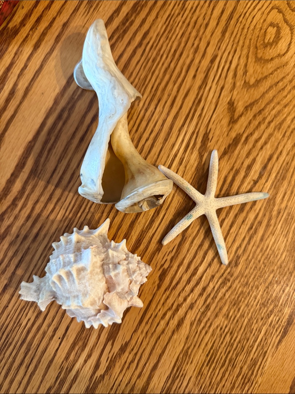 Natural Sea Shell and Starfish Trio - White & Cream